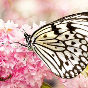 butterfly flowers season pink